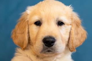 MEET OUR PUPPY DOG BEAU